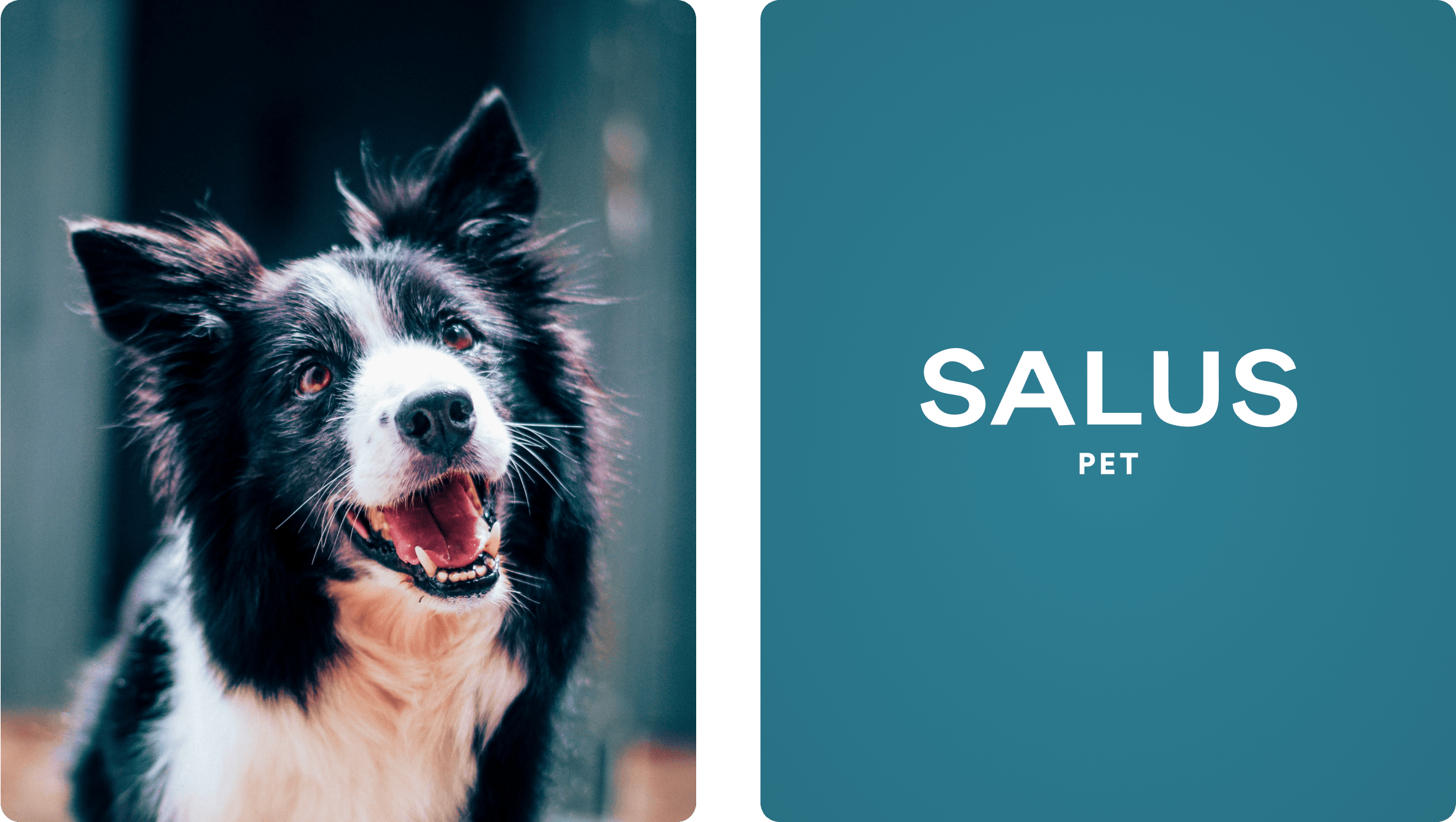 Project: Next-gen pet monitoring and activity-tracking app